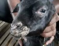 goat skin disease Object Detection Model by Kesters Workspace