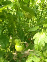 Laboro Tomato project thumbnail