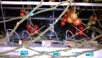 tomato_data_origin project thumbnail