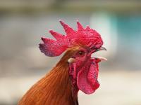 chicken project thumbnail