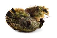 Oyster project thumbnail