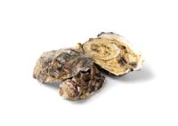 Oyster_Abnormalities project thumbnail