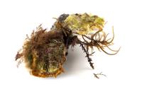 Shellsentry diseases project thumbnail