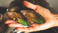 mussels project thumbnail