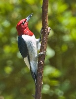 Birds Classification project thumbnail