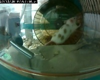 animal_identification project thumbnail