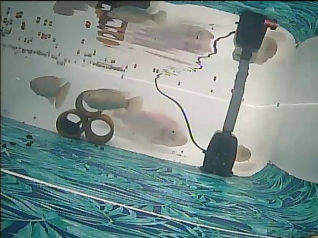 Fish Object Detection Model by Fish