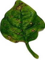 Anthracnose-Spinach project thumbnail