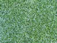 Arabidopsis project thumbnail