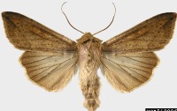 pest project thumbnail