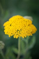 Flowers_v2 project thumbnail