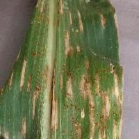 corf-leaf-disease project thumbnail