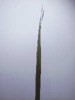 Daun Padi Bangkalan project thumbnail