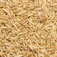 rice1 project thumbnail
