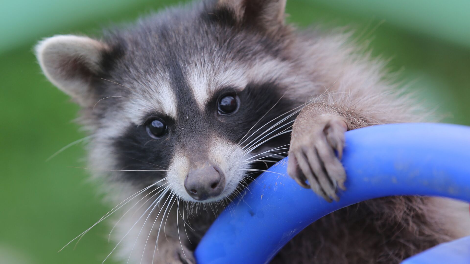 racoons Object Detection Dataset by std