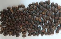 Coffee Beans Defects project thumbnail