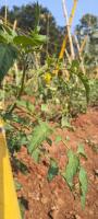 RealPlants project thumbnail