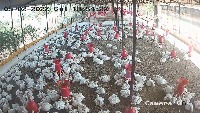 bird activity project thumbnail