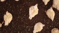 bird detection and tracking project thumbnail