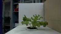 Lettuce_Segmentation project thumbnail