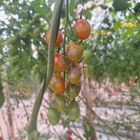 plant-disease-detection  project thumbnail