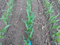 Crop-row project thumbnail