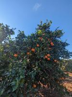 dataset-naranjas project thumbnail