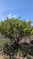 dataset-limones project thumbnail