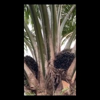 FFB on tree project thumbnail