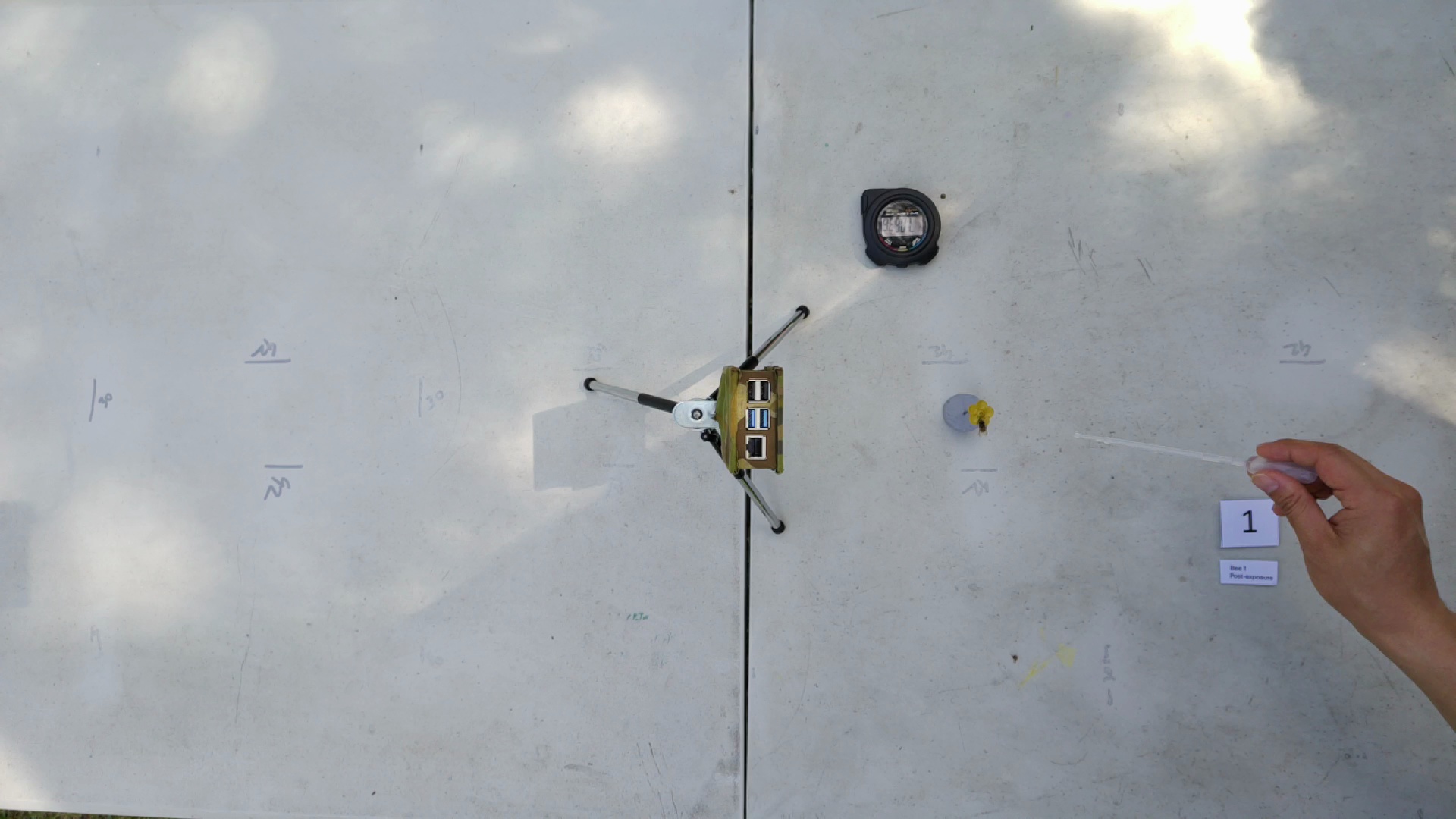 Bee Experiments Object Detection Model by NativeBees