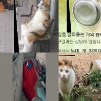 cat,dog project thumbnail