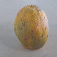 Calamansi Disease Detection project thumbnail