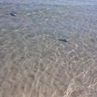 Pufferfish Detection project thumbnail
