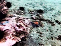 Urchin project thumbnail