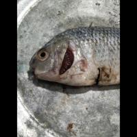 FISH-DISEASES-DT project thumbnail