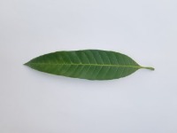 Mando Leaf Disease  project thumbnail
