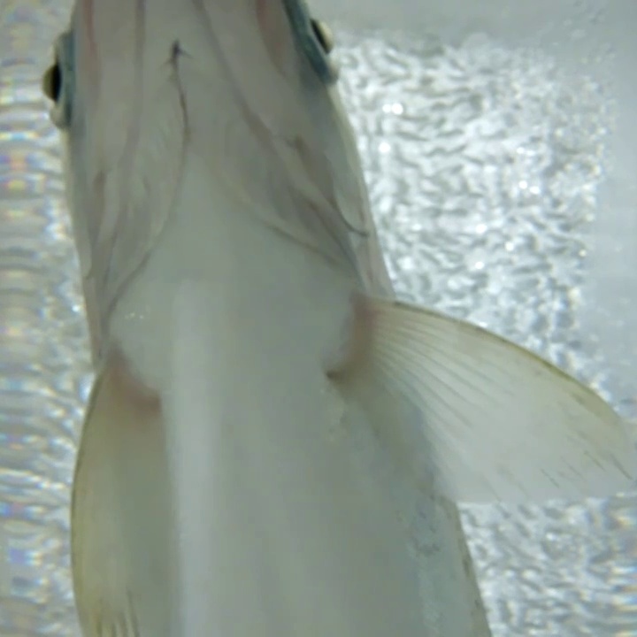 FIsh Test 3 Keypoint Detection Model by Fish Ventilation