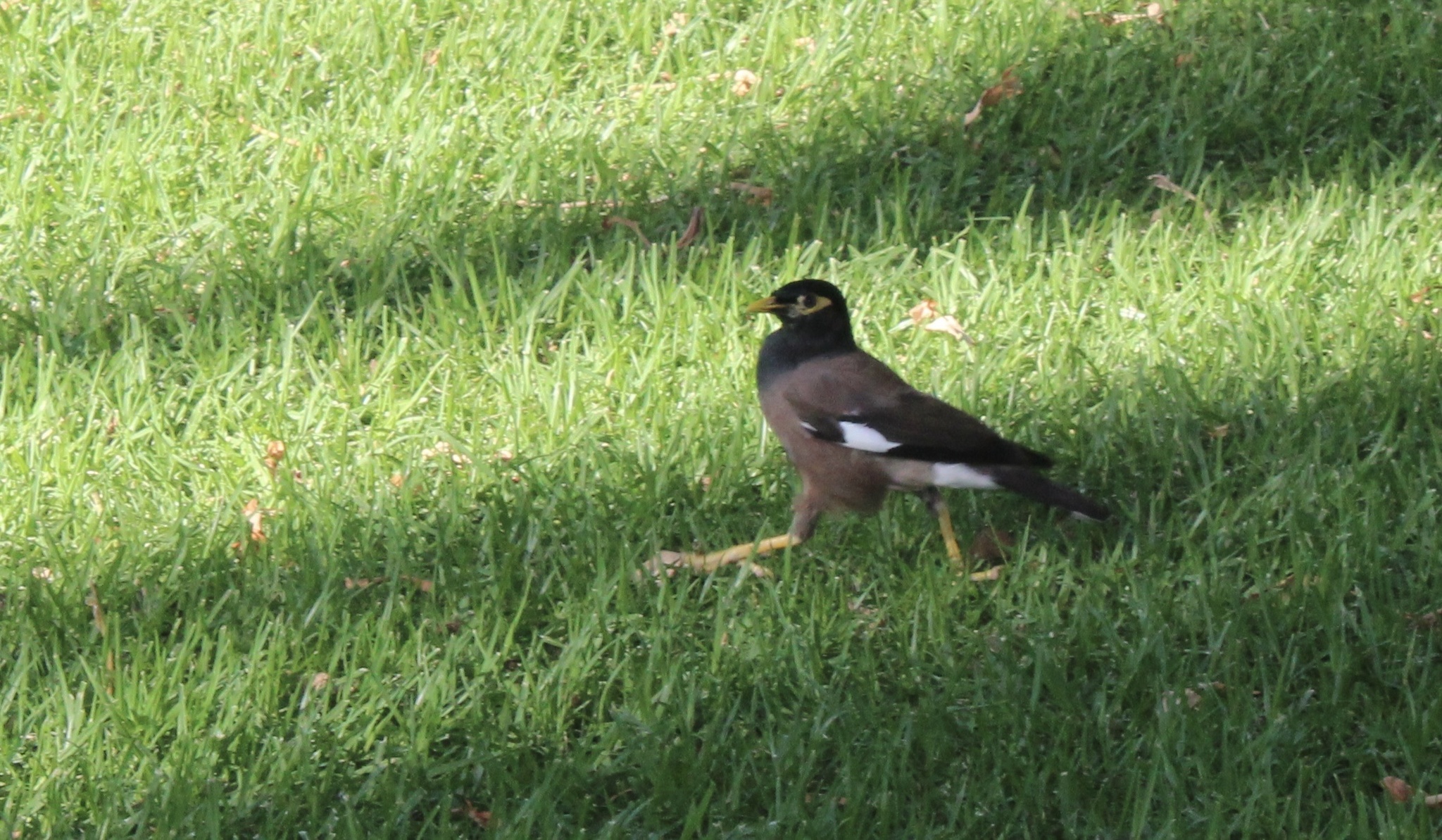Bird Species Object Detection Model by James Workspace