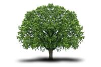 Coniferous project thumbnail