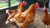 Chicken project thumbnail