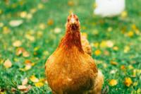 Maladie_des_poules project thumbnail