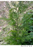 ANNOTATION 5 project thumbnail