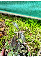 ANNOTATION 7 project thumbnail