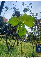 ANNOTATION project thumbnail