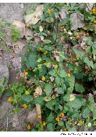 ANNOTATION 1 project thumbnail