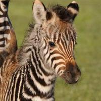 Mammals Dataset project thumbnail
