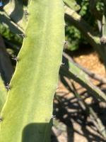 NEW PITAHAYA project thumbnail