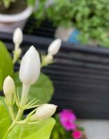 Jasmine_bud_1 project thumbnail