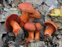 Dataset Image