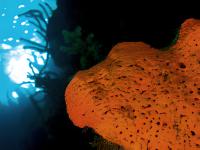 SPONGE project thumbnail